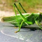 description of locusts