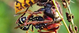 Wasp and hornet