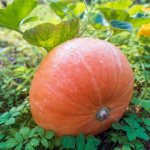 Features of fodder pumpkin