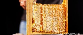 The quality of the honeycomb frame largely determines the success of the development of the bee colony, the calmness and efficiency of insects, and hence the amount of honey collected.