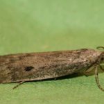 Where do food moths come from and how to get rid of them