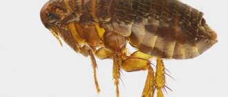 where do fleas come from