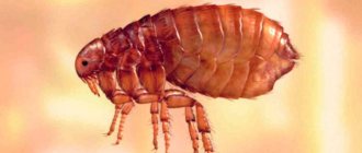 Where do fleas come from in an apartment?