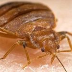 Where do bedbugs come from in an apartment: reasons for their appearance and methods of control