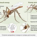Отличия малярийного комара и комара-долгоножки