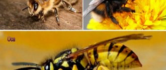 Differences between a hornet and a bee and a wasp