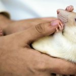 Parasites in rats: fleas, lice eaters, lice and ticks - treatment and prevention