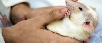 Паразиты у крыс: блохи, власоеды, вши и клещи - лечение и профилактика