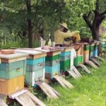 beekeeper and many hives