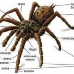 Is a spider an insect or not: the structure and significance of animals in nature