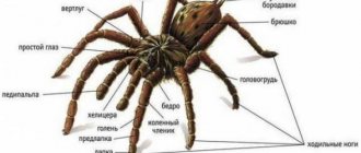 Is a spider an insect or not: the structure and significance of animals in nature