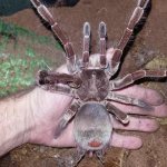 Goliath spider, top view