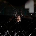 паук ползет по паутине