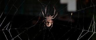 spider crawls on the web