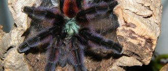 Are tarantula spiders and tarantulas the same thing?