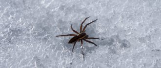 Spider in winter
