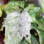 Spider mites on indoor plants: how to fight with drugs, folk methods and 6 rules of prevention