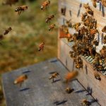 bees fly out of the hive early