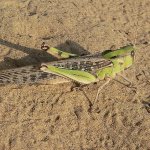 Migratory locust
