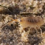 sand flea
