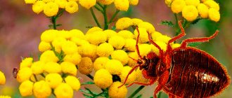 tansy for bedbugs