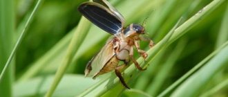 Плавунец-жук-насекомое-Описание-особенности-виды-образ-жизни-и-среда-обитания-плавунца-11