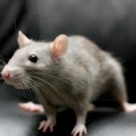 By what signs can you distinguish a mouse from a rat?