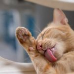 Why does a cat constantly lick itself? Read the article