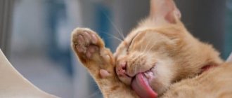Why does a cat constantly lick itself? Read the article