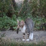 Почему кот приносит пойманных мышей хозяину