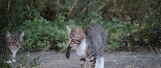 Why does a cat bring caught mice to its owner?