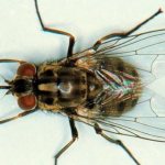 Почему мухи начинают кусаться ближе к осени расскажет данная статья