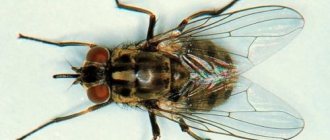 Почему мухи начинают кусаться ближе к осени расскажет данная статья