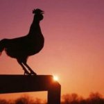 Why does a rooster crow at night or in the morning: how to stop him from crowing