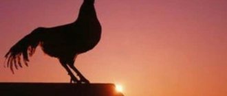 Why does a rooster crow at night or in the morning: how to stop him from crowing