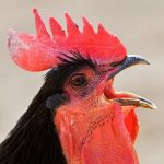 why do roosters crow