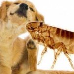 Why do fleas appear in the house and how to deal with them