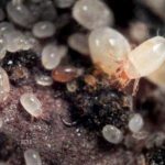 Soil (root) mites: why they appear in indoor plants, how they can be detected, how to treat them