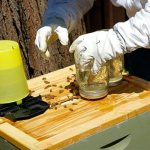 Feeding bees in the fall with sugar syrup: timing