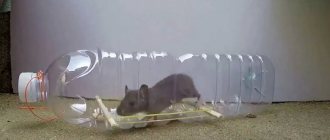 Пойманная мышь