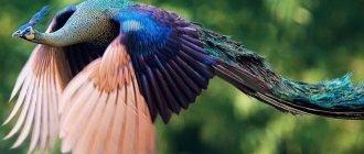 peacock flight