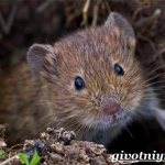 Vole-mouse-lifestyle-and-habitat-of-voles-1