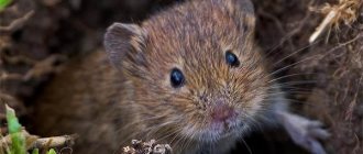 Полевка-мышь-Образ-жизни-и-среда-обитания-полевки-1