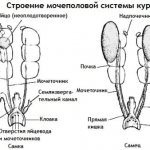 Reproductive system of chickens