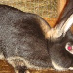 Половое созревание у кроликов