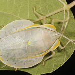 Hemipteran bugs