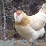 Ameraucana chicken breed