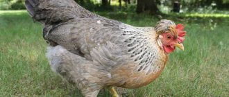 Legbar chicken breed