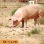 порода свиней оптимус