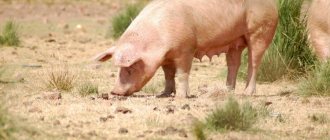 порода свиней оптимус